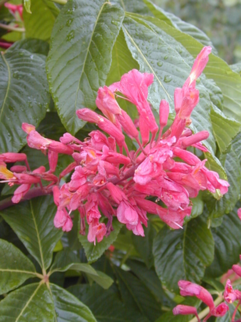 Aesculus pavia (Red Buckeye)