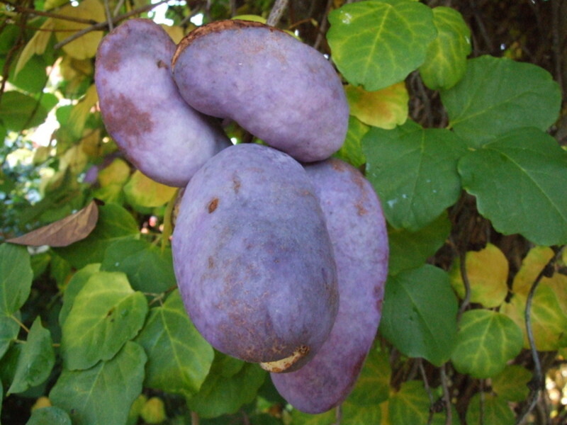 Akebia trifoliata (Three-Leaf Akebia)