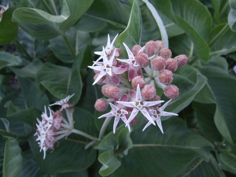 Asclepias speciosa (Showy Milkweed)