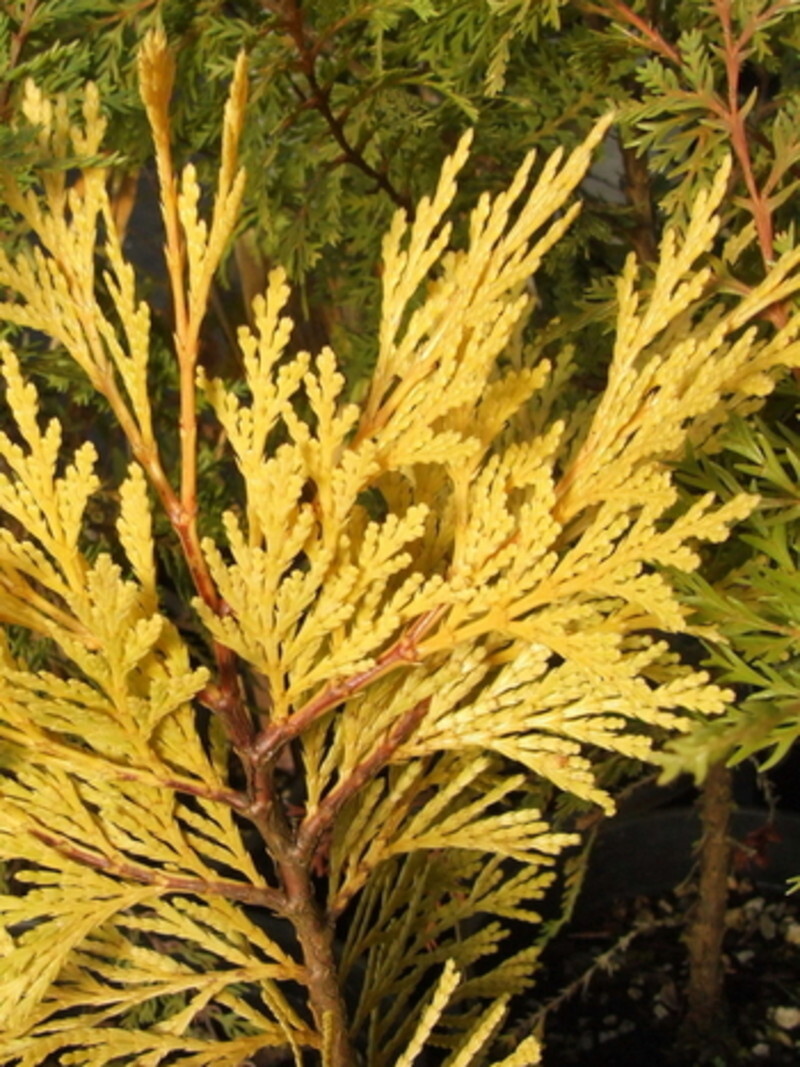 Calocedrus decurrens 'Berrima Gold' (Incense Cedar)