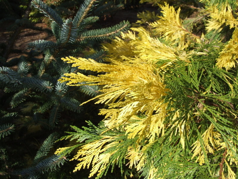 Calocedrus decurrens 'Maupin Glow' (Incense Cedar)