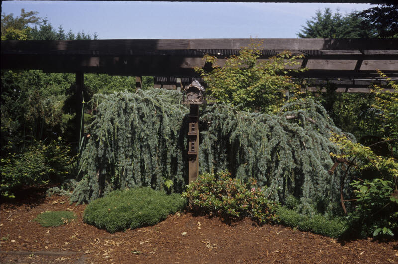 Cedrus atlantica 'Glauca Pendula' (Weeping Blue Atlas Cedar)