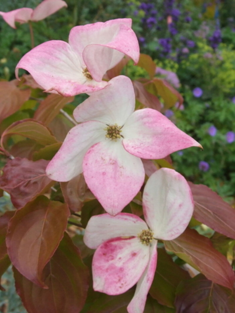 Cornus kousa 'Satomi' (Kousa Dogwood)