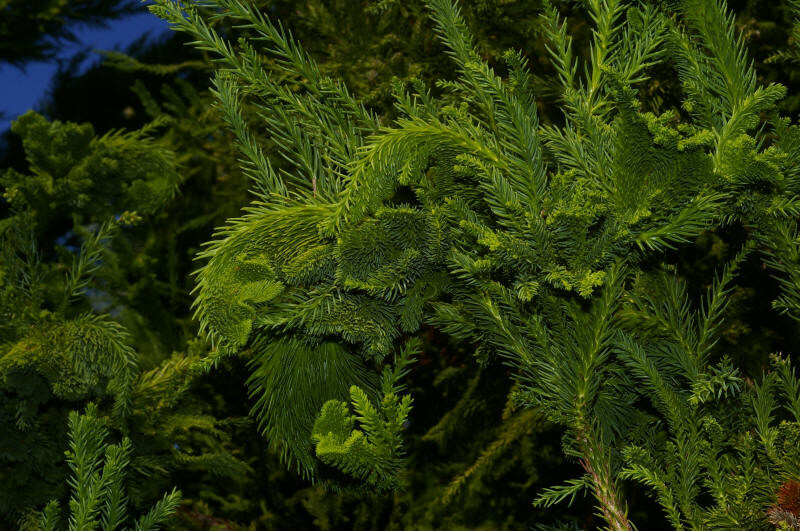 Cryptomeria japonica 'Cristata' (Japanese Cedar)