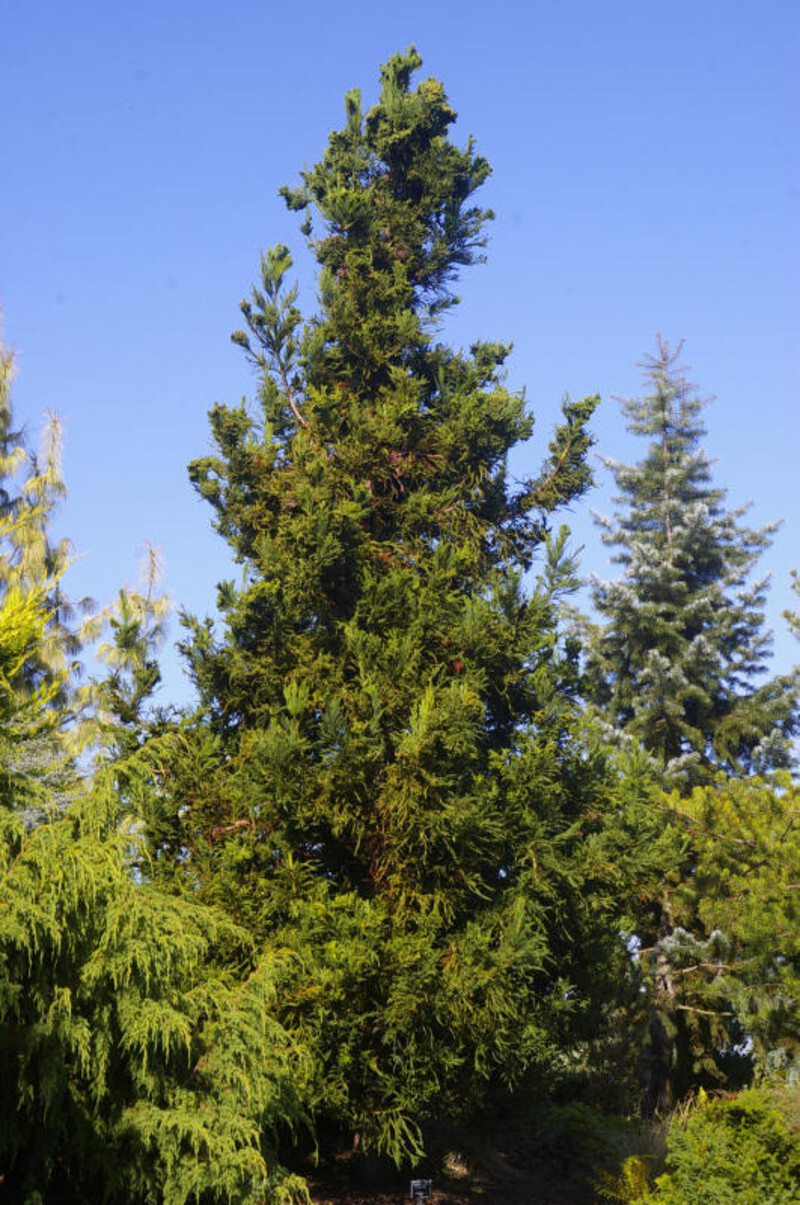 Cryptomeria japonica 'Cristata' (Japanese Cedar)