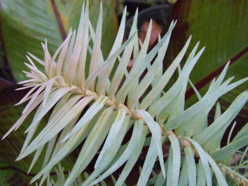 Cunninghamia lanceolata 'Glauca' (Common China Fir)