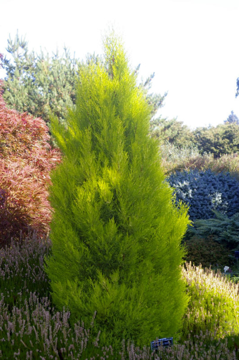 Cupressus macrocarpa 'Wilma Goldcrest' (Wilma Goldcrest Monterey Cypress)