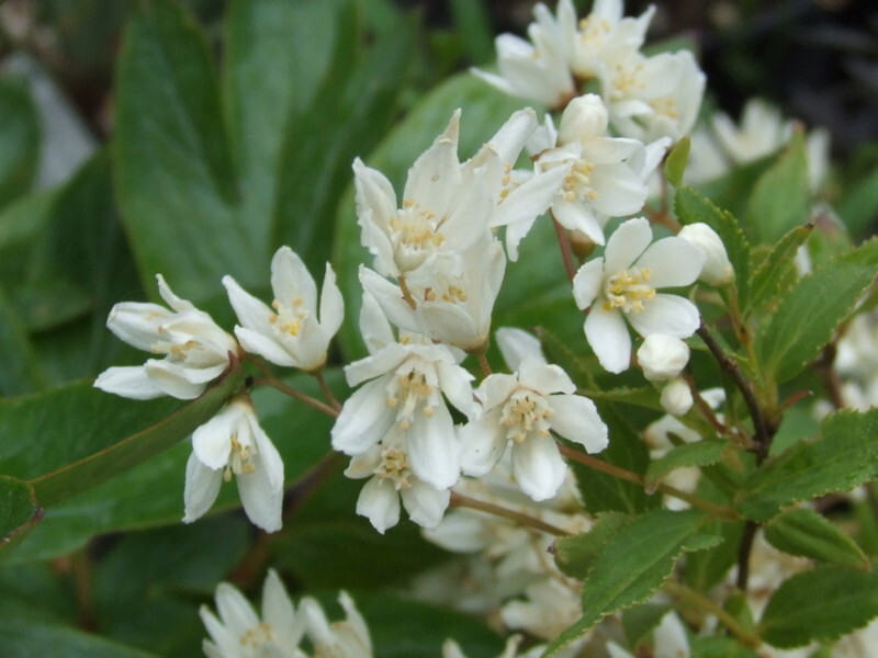 Deutzia gracilis 'Nikko' (Compact Slender Deutzia)