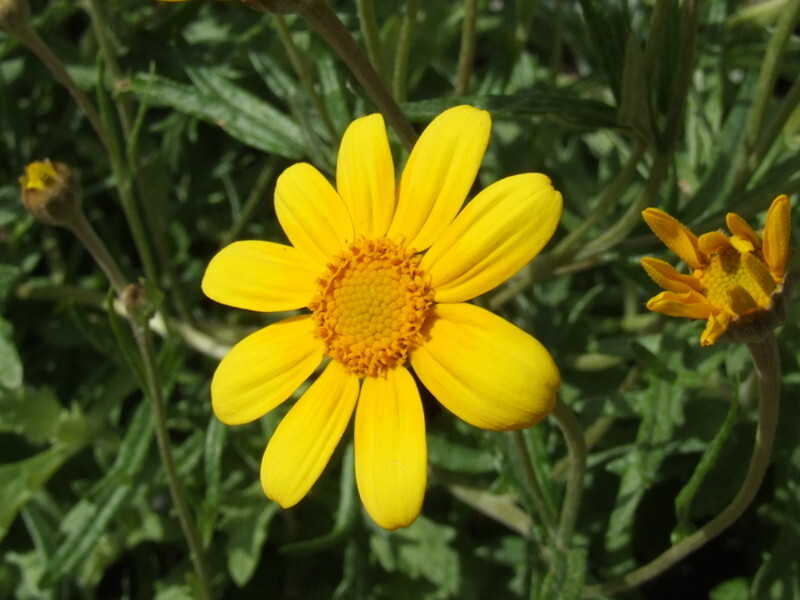 Eriophyllum lanatum (Woolly Sunflower)