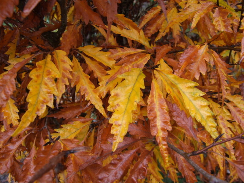 Fagus sylvatica 'Asplenifolia' (Fernleaf European Beech)