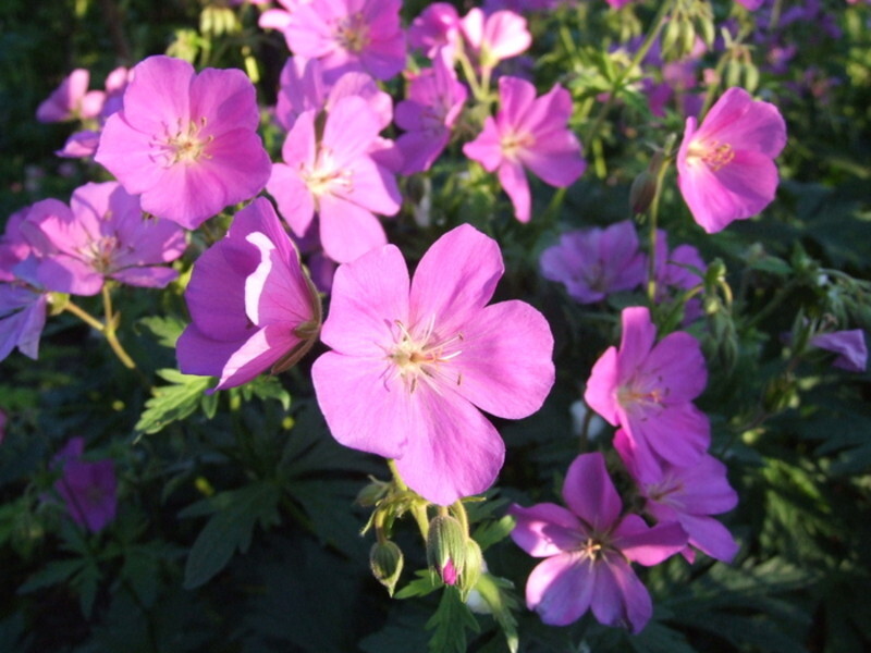 Geranium oreganum (Oregon Geranium)