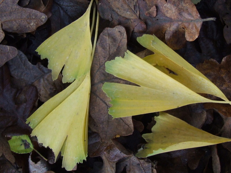 Ginkgo biloba 'Saratoga' (Maidenhair Tree)