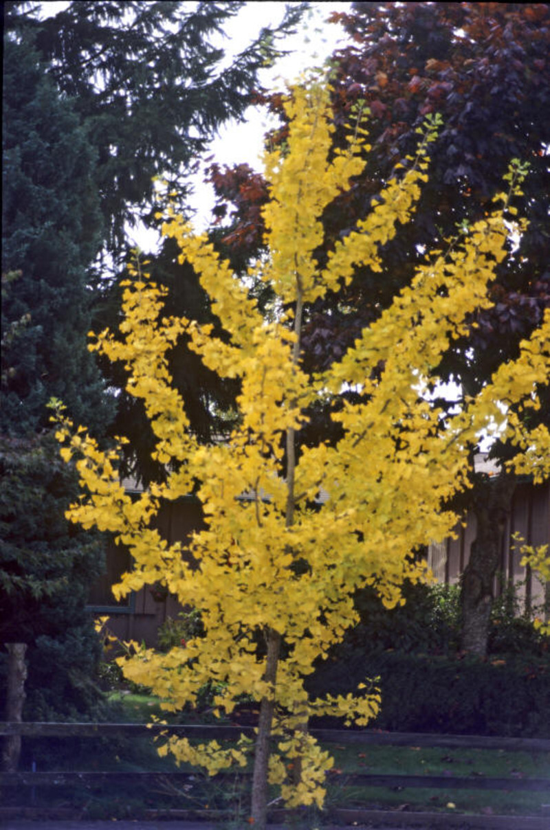 Ginkgo biloba 'Saratoga' (Maidenhair Tree)