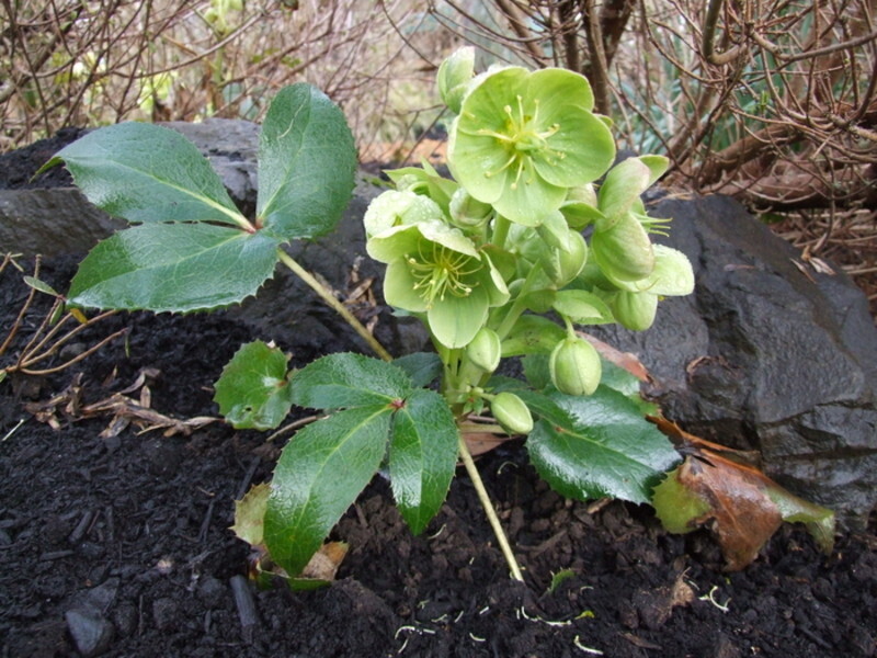 Helleborus argutifolius (Corsican Hellebore)