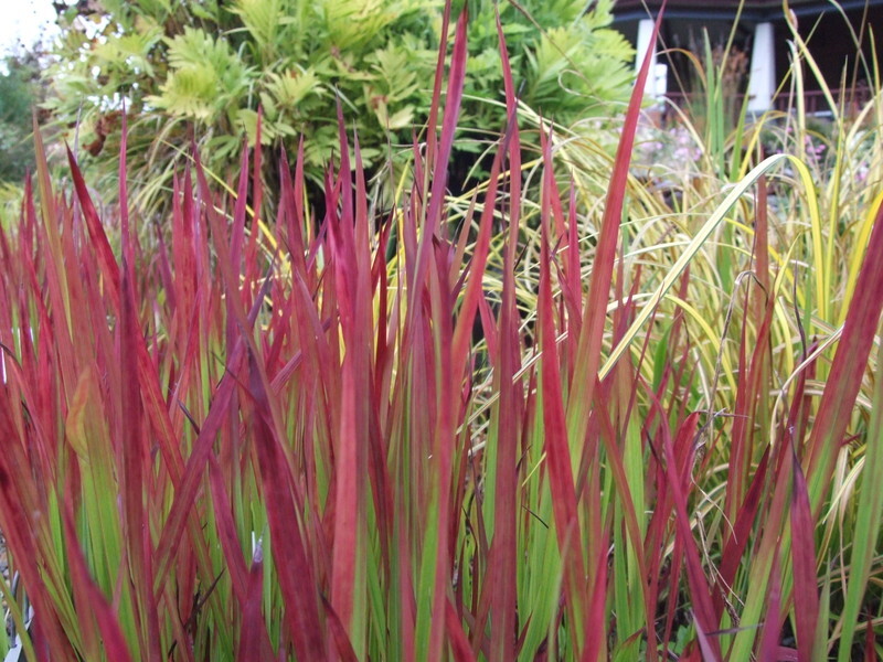 Imperata cylindrica 'Red Baron' (Japanese Blood Grass)