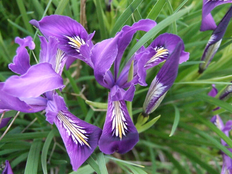 Iris tenax (Oregon Iris)