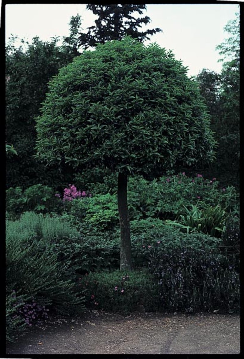 Laurus nobilis (Sweet Bay or Bay Tree)