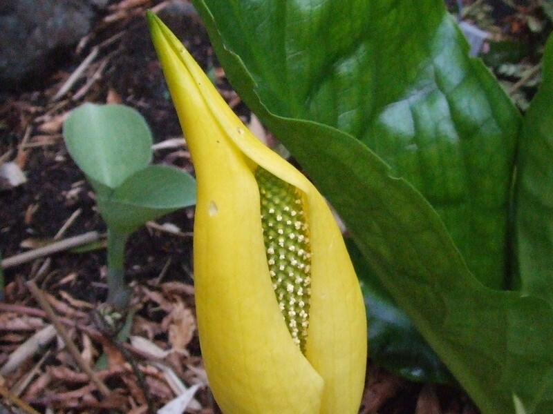 Lysichiton americanus (Skunk Cabbage)