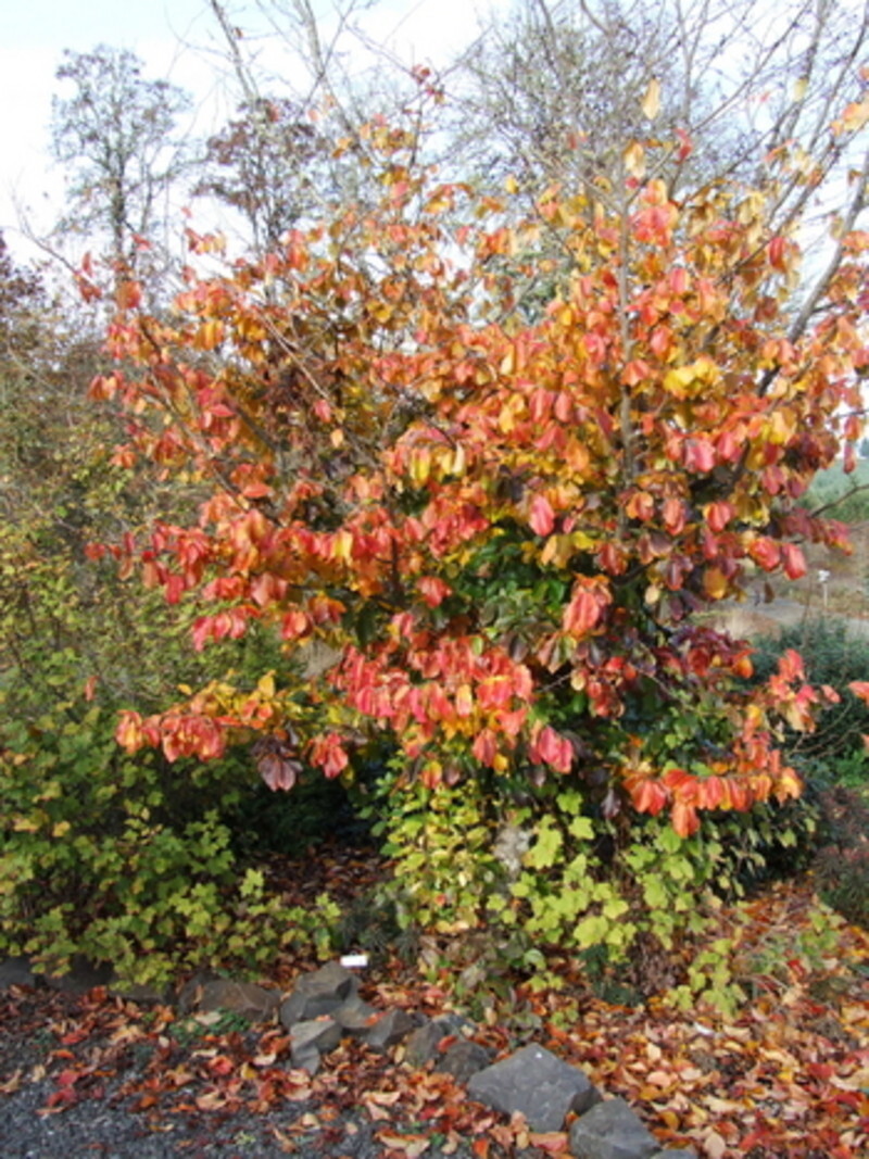 Parrotia persica (Persian Parrotia)
