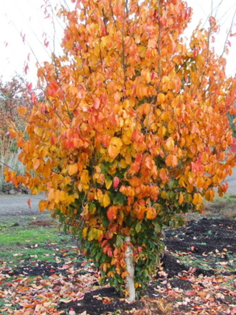Parrotia persica 'Vanessa' (Persian Parrotia)