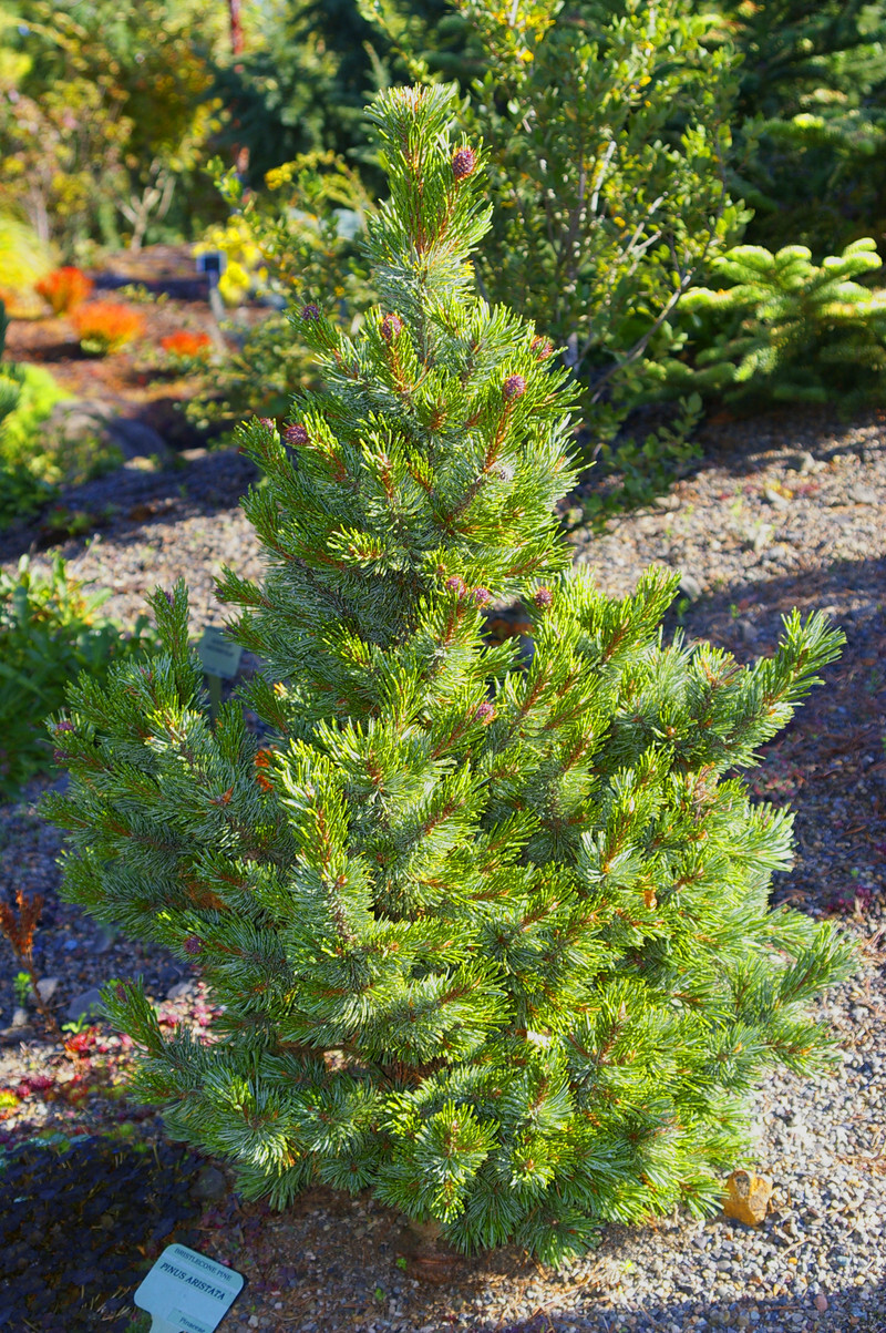 Pinus aristata (Bristlecone Pine)