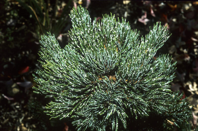 Pinus aristata (Bristlecone Pine)