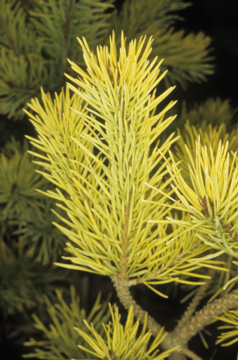 Pinus sylvestris 'Gold Coin' (Scotch Pine)