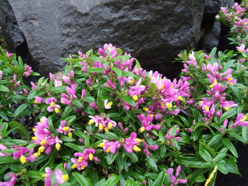 Polygala chamaebuxus 'Kamniski' (Milkwort)