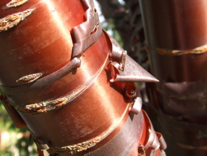 Prunus serrula (Birch Bark Cherry or Tibetan Cherry)