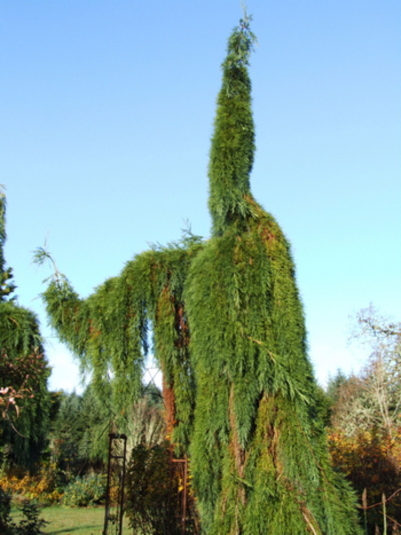 Sequoiadendron giganteum 'Pendulum' (Weeping Giant Sequoia)