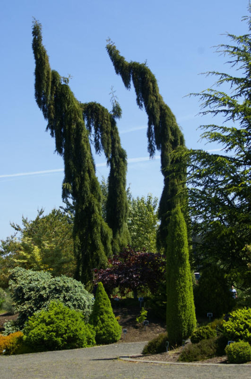 Sequoiadendron giganteum 'Pendulum' (Weeping Giant Sequoia)