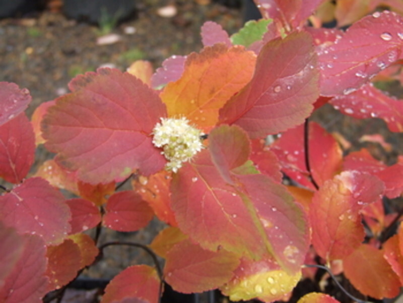 Spiraea betulifolia 'Tor' (Birch-leafed Spirea)