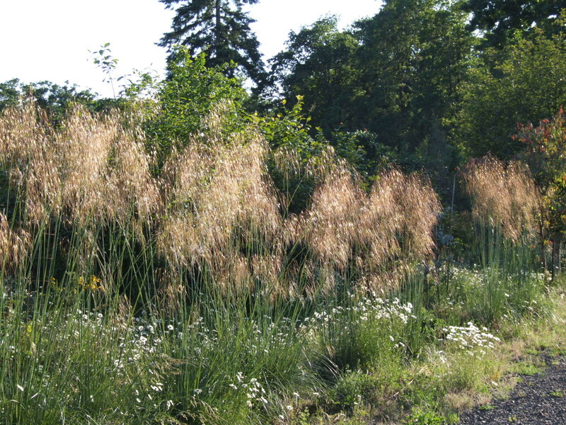 Stipa gigantea (Giant Feather Grass)