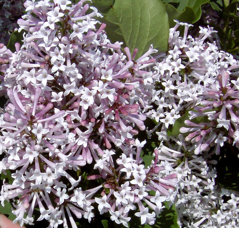 Syringa patula 'Miss Kim' (Miss Kim Korean Lilac)