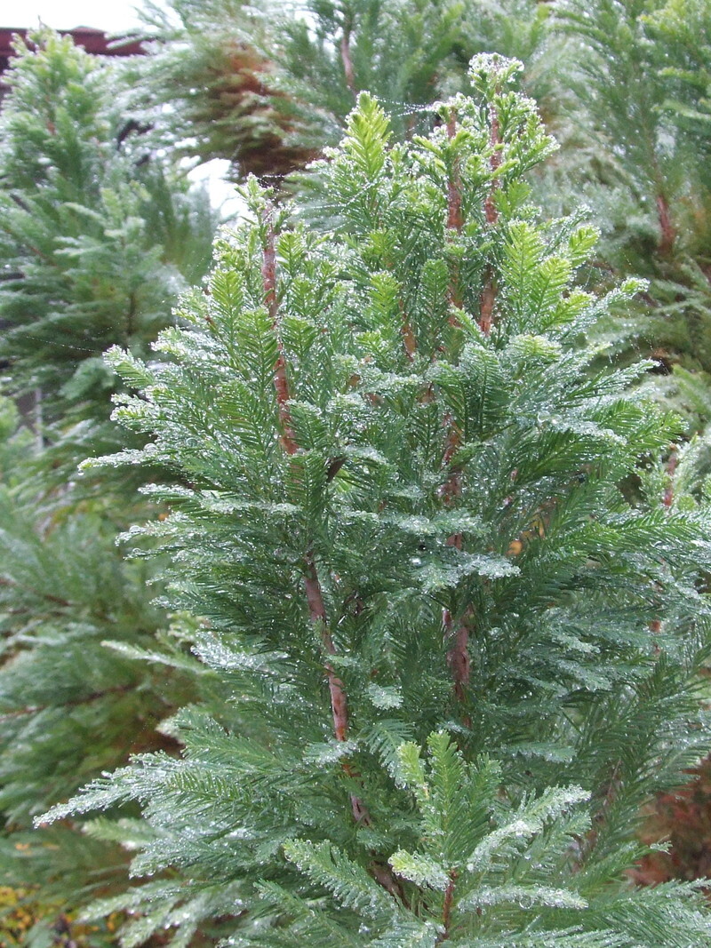 Taxodium distichum 'Peve Minaret' (Peve Minaret Bald Cypress)