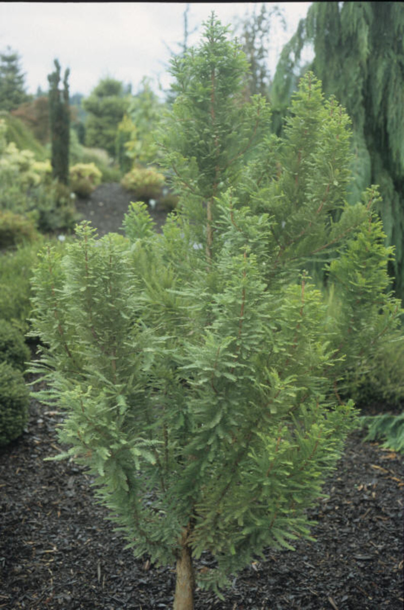 Taxodium distichum 'Peve Minaret' (Peve Minaret Bald Cypress)