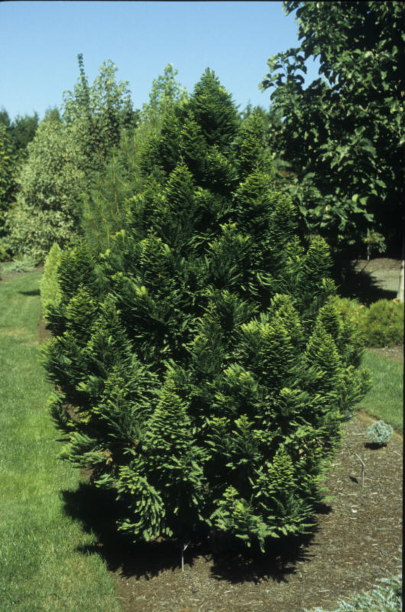 Taxodium distichum 'Peve Minaret' (Peve Minaret Bald Cypress)