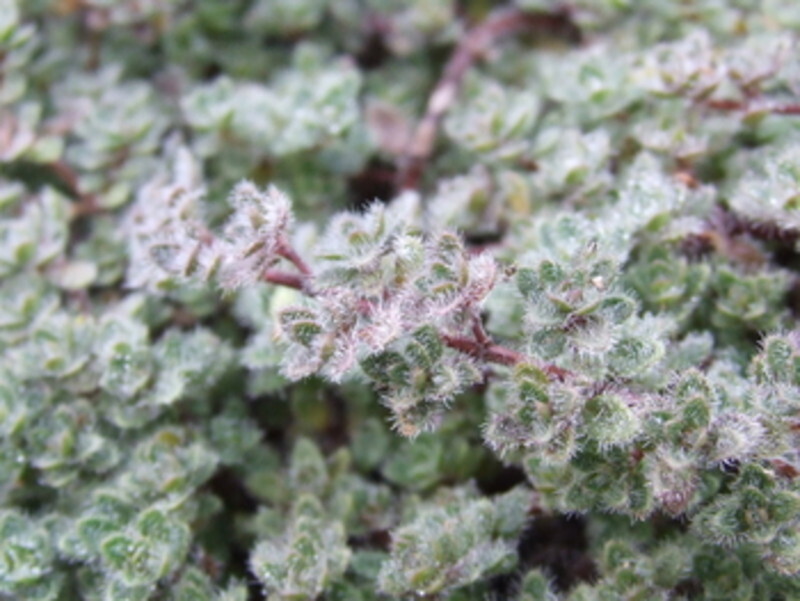 Thymus pseudolanuginosus (Wooley Thyme)