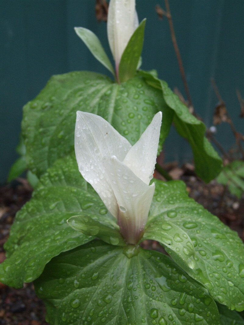 Trillium albidum (Giant White Trillium)