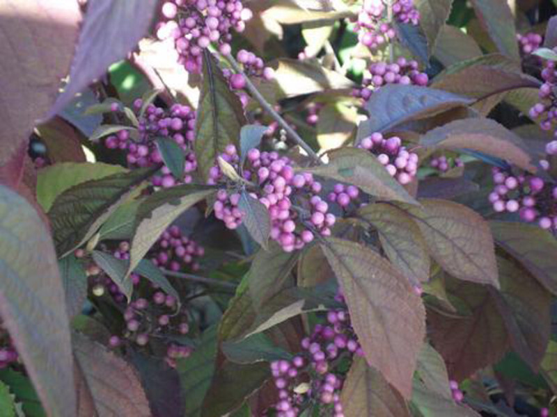 Callicarpa bodinieri 'Profusion' (Profusion Beautyberry)