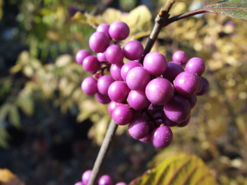 Callicarpa bodinieri 'Profusion' (Profusion Beautyberry)