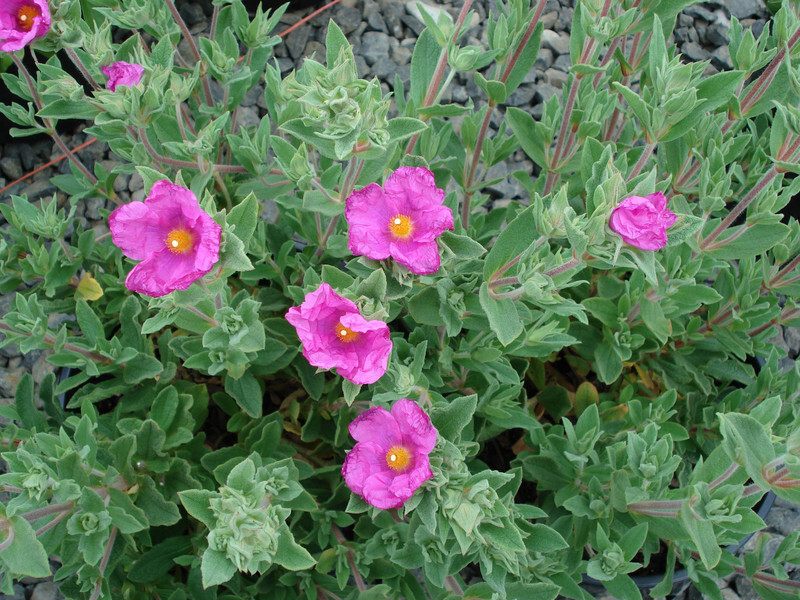 Cistus 'Sunset' (Rock Rose)