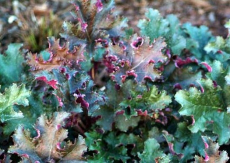Heuchera 'Purple Petticoats' (Coral Bells)
