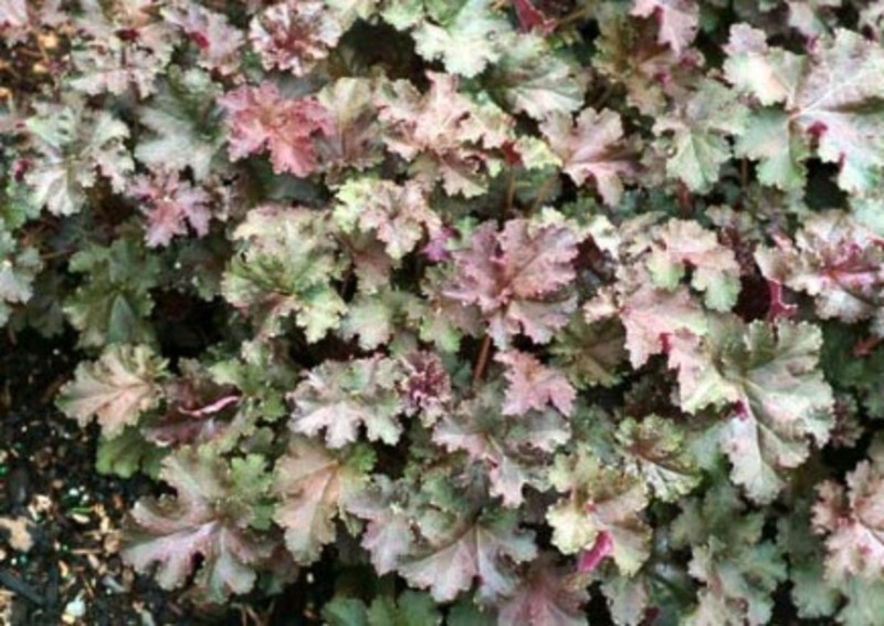 Heuchera 'Purple Petticoats' (Coral Bells)