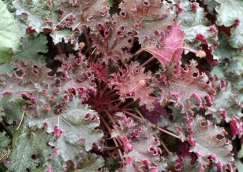 Heuchera 'Purple Petticoats' (Coral Bells)
