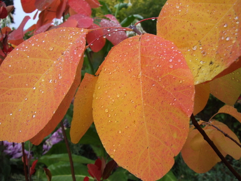 Cotinus obovatus (American Smoke Tree)