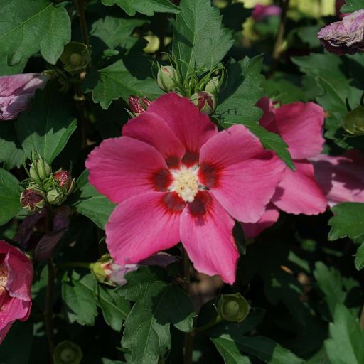 Paraplu Rouge™ Rose of Sharon