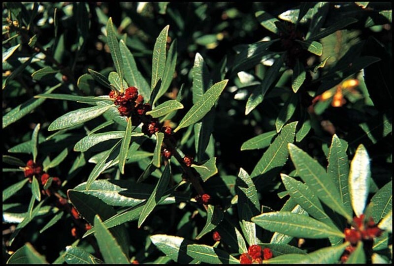 Myrica californica (Pacific Wax Myrtle)