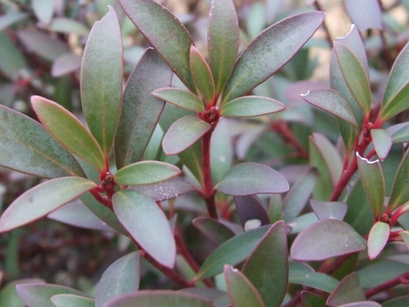 Drimys lanceolata (Mountain Pepper)