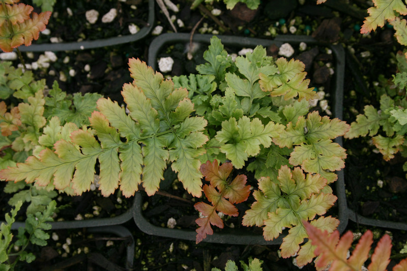 Dryopteris erythrosora (Autumn Fern or Japanese Shield Fern)